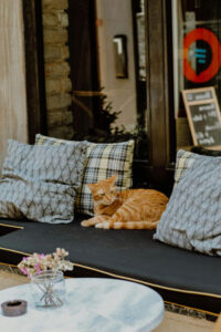 Orange cat sitting on a sofa