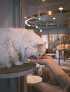 A woman feeding a white cat