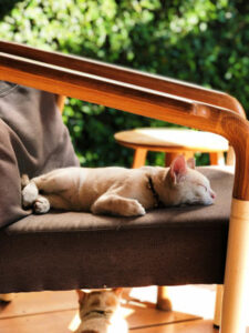 Cat sleeping on a chair