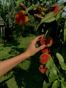 A woman picking peaches at a fruit orchard