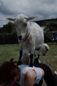 Goat yoga